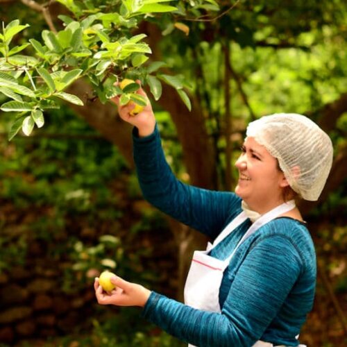 Recorridos A Nuestra Planta De Producción